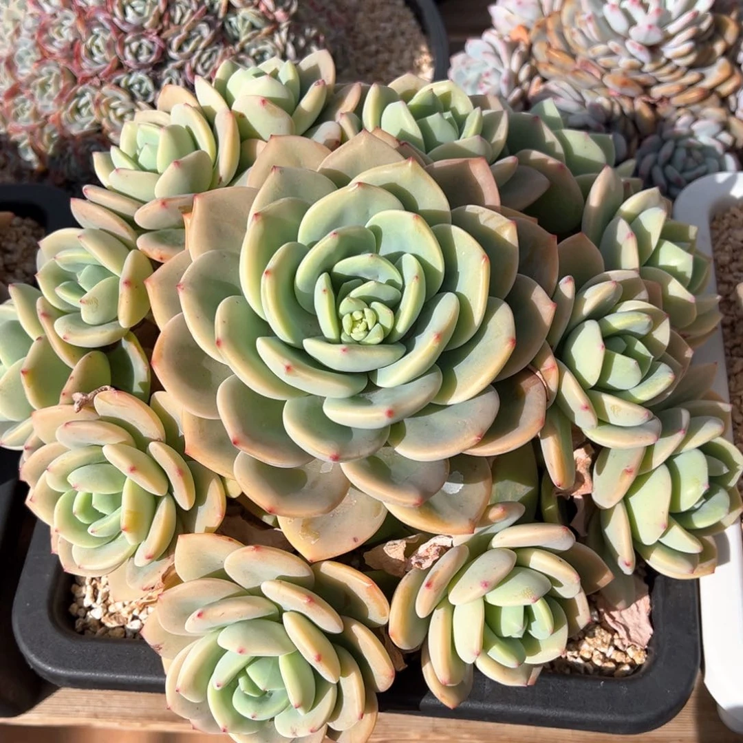 柚子茶超大群多肉植物