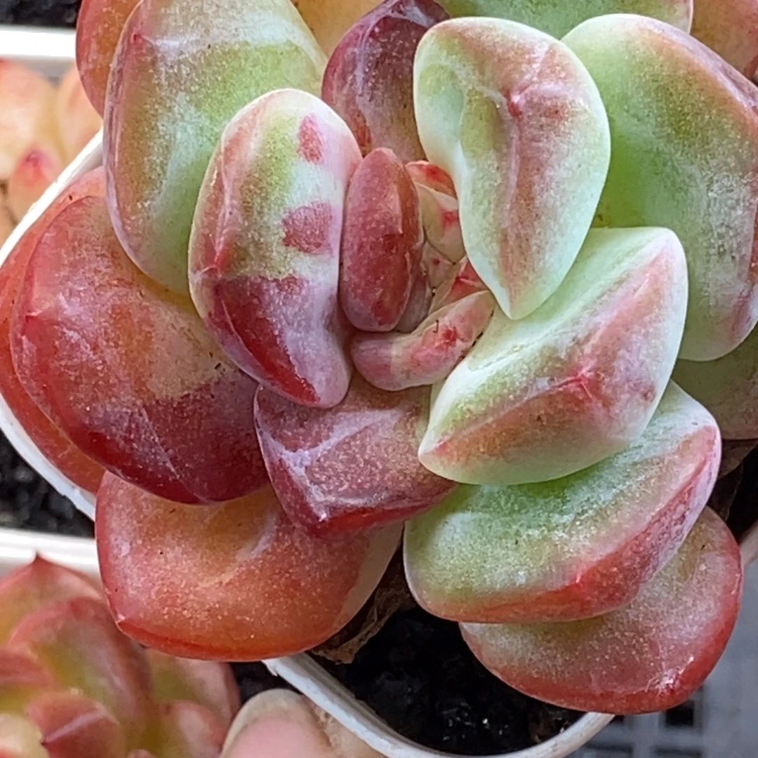 天官赐福百无禁忌