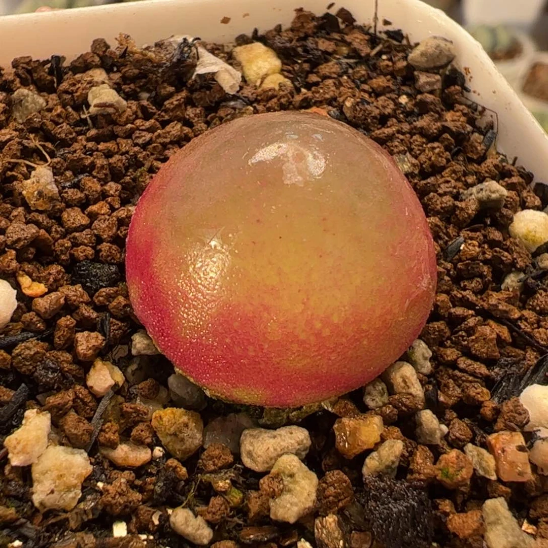 019多肉植物百科