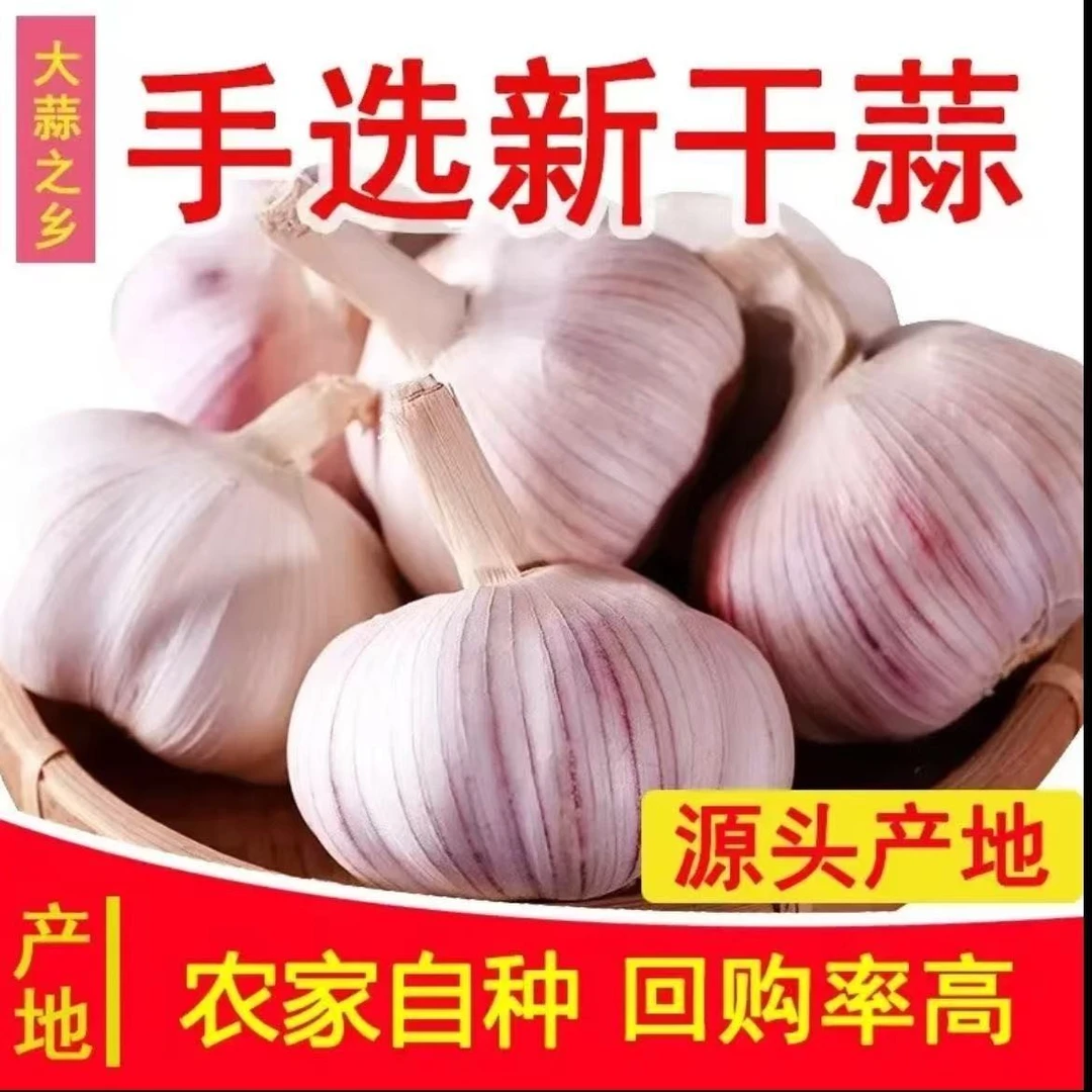 【金乡大蒜】25年大蒜干蒜紫皮大蒜新鲜蒜头红皮多瓣当季紫白皮