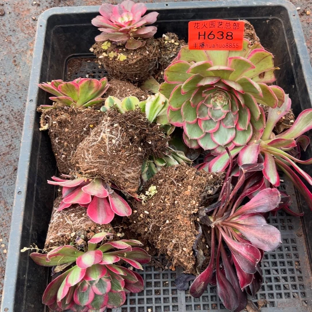 框拍638多肉植物法师