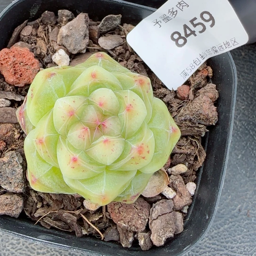 孤品珍妮，8459多肉植物