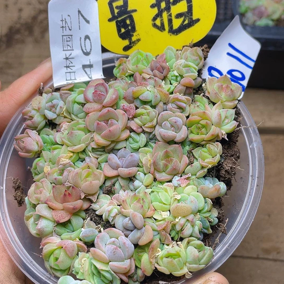 量拍多肉植物多肉植物467