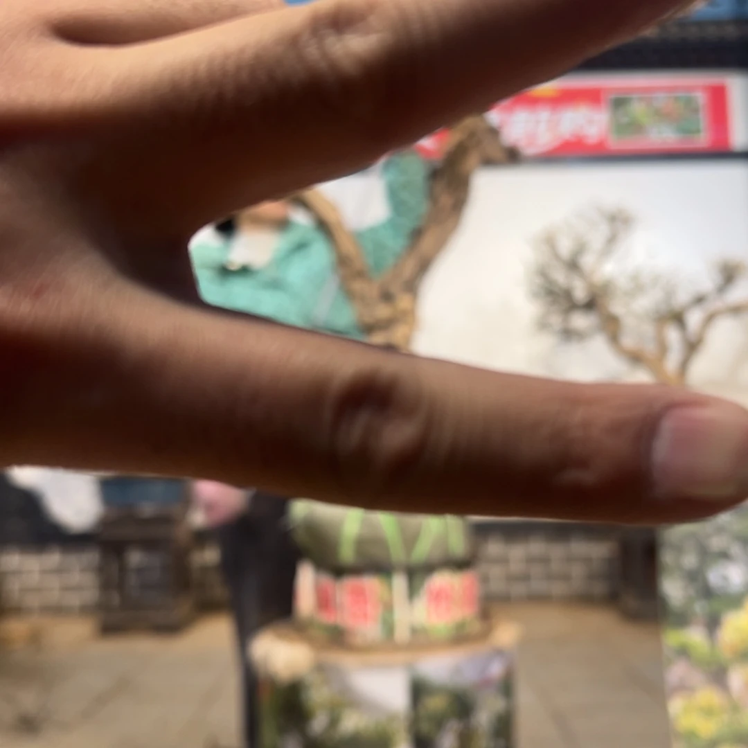 无花朵金银花885888