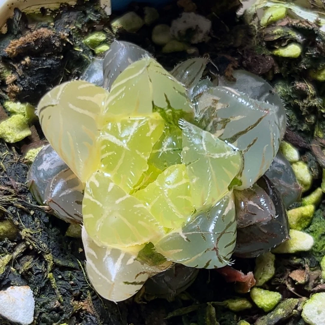 恭喜发财大吉大利0114