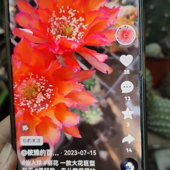 仙人球丽花夜漓侧芽福利