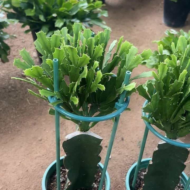 当前无花栽培后可以开花