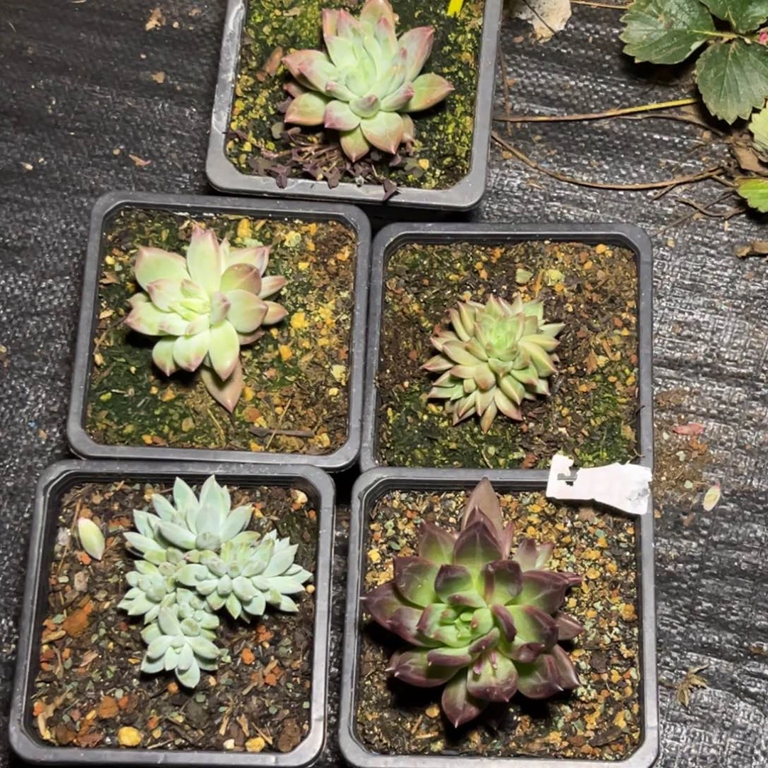 王*岁多肉植物822美人组合