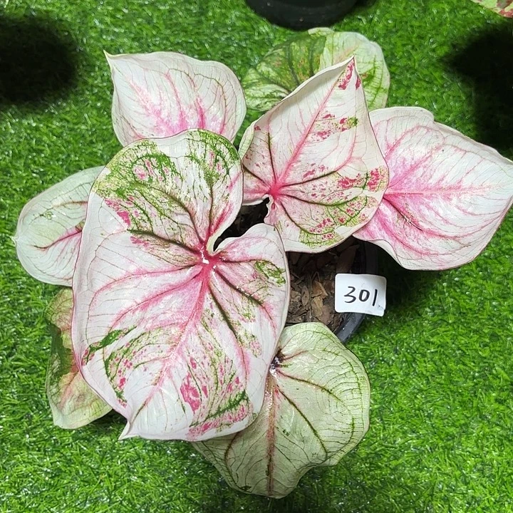 301-0909彩叶芋泰国发