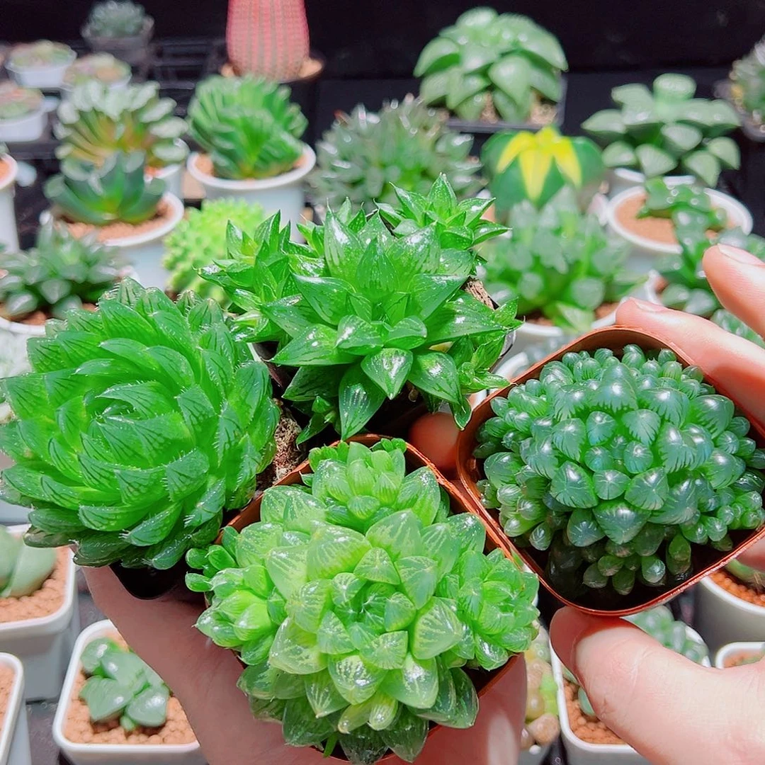 樱水晶水晶寿姬玉露群雪花玉露原盆土