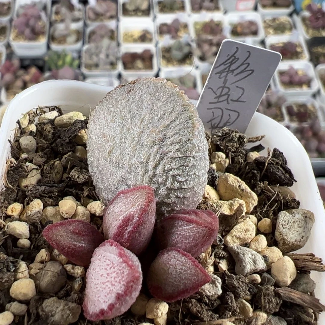 彩虹翼多肉植物水泡