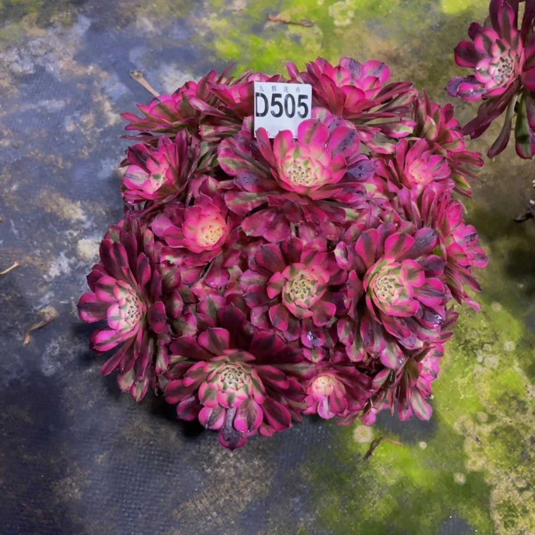 50500红铜超白锦福利