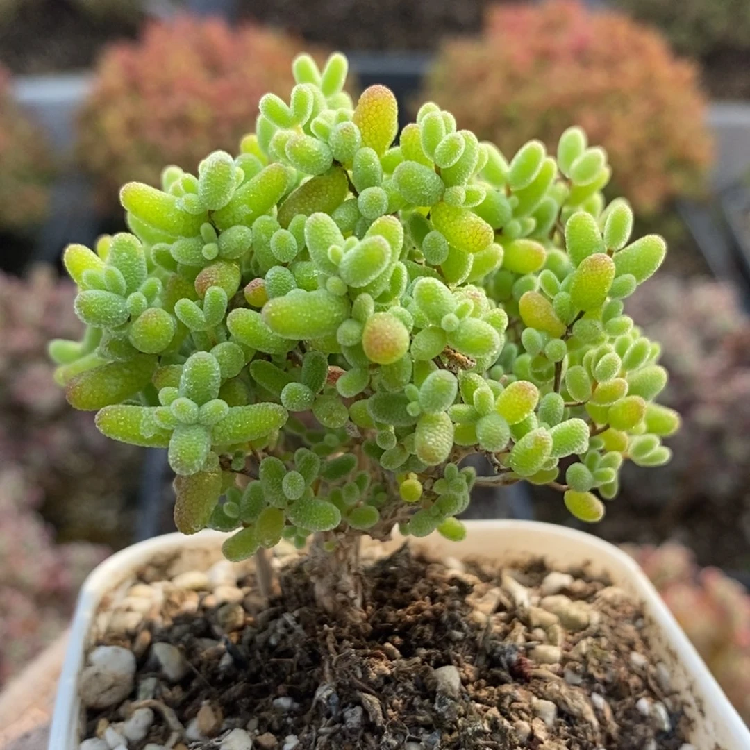 蜜橘糖球5698枝干番杏