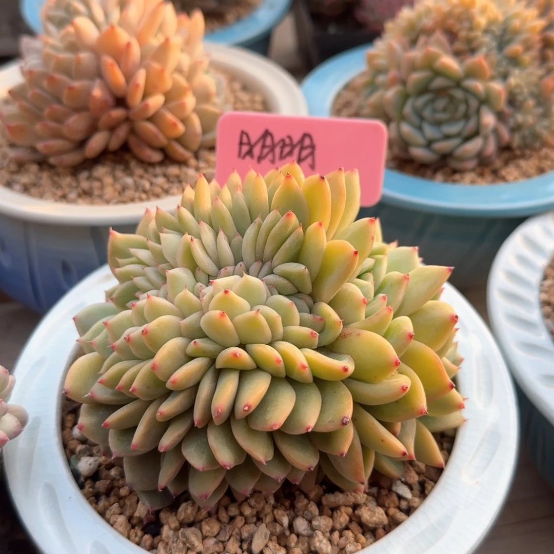 杂交泡泡焦糖五十包邮