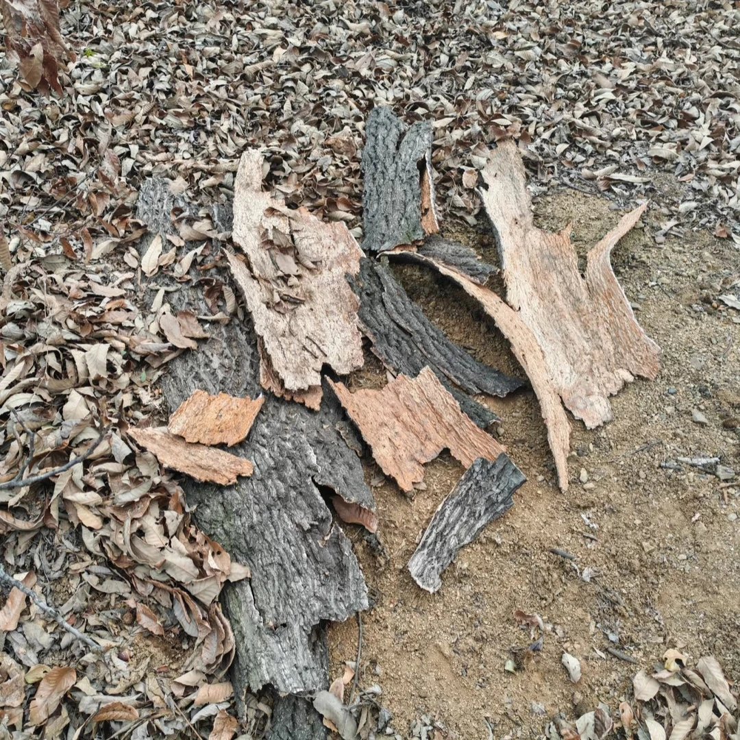 大山自然腐熟橡树皮，兰科植物种植首选
