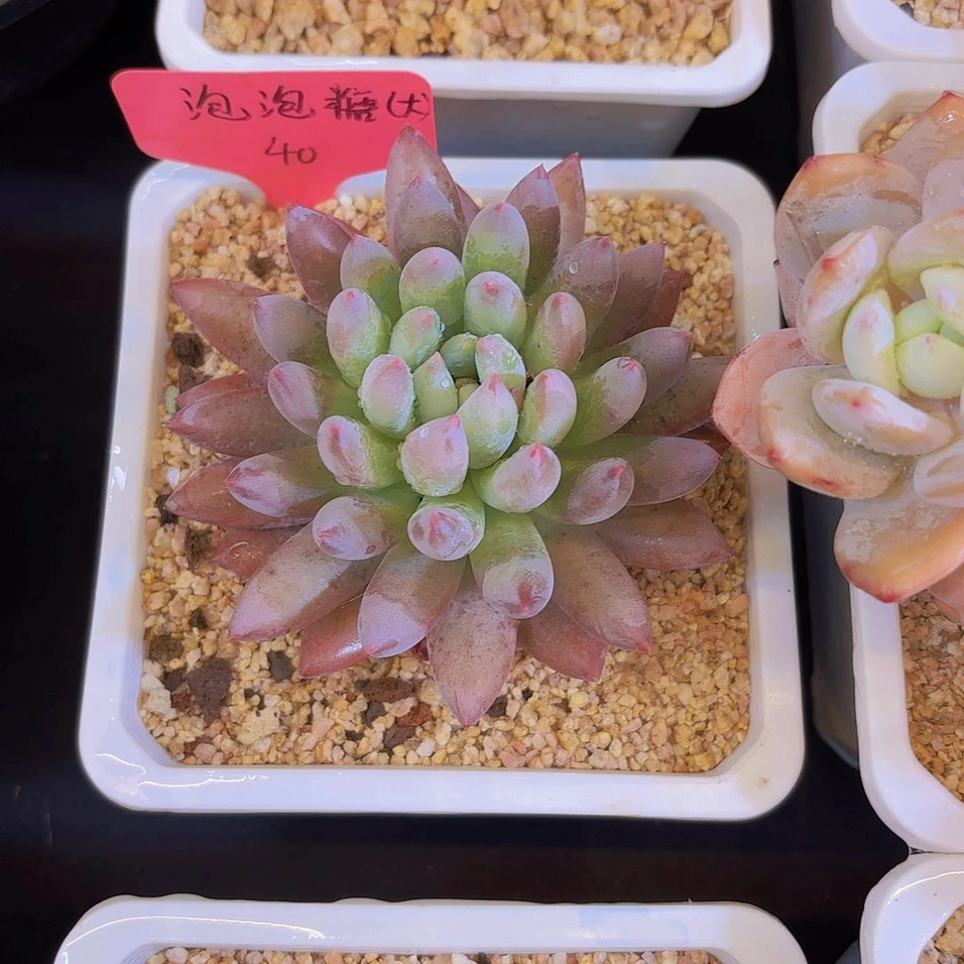 M***m云南金致家精品多肉