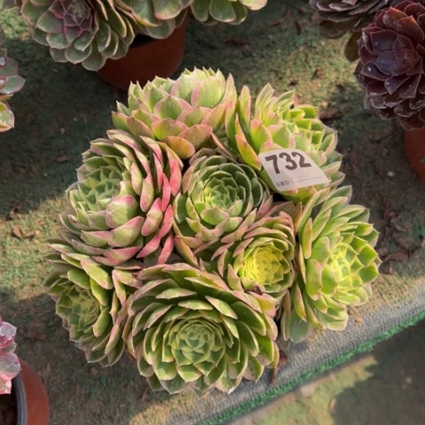 迪***贝732海仙朵朵多肉，