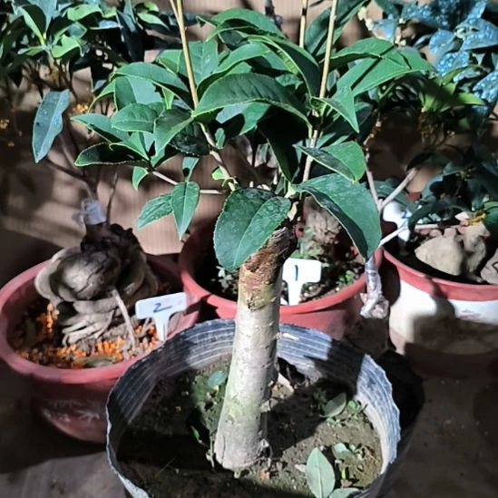 想***痛完全开放纟四季桂红天香