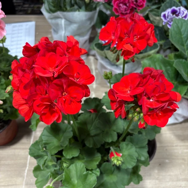 天竺葵红丝绒天气热请为花损不包售后