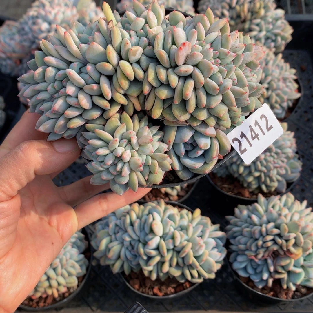 21412缀嗯嗯嗯嗯