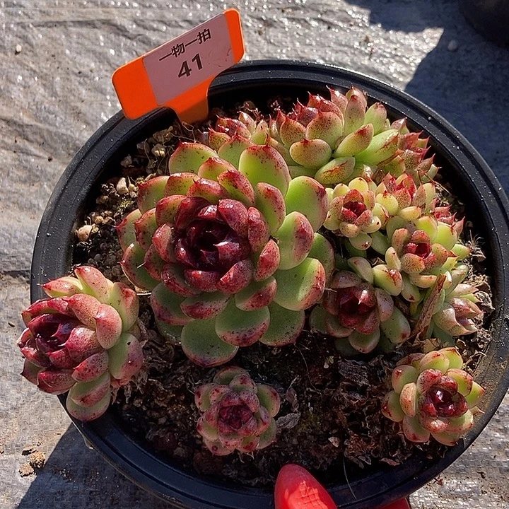 41 一物一拍不退不换可能会散