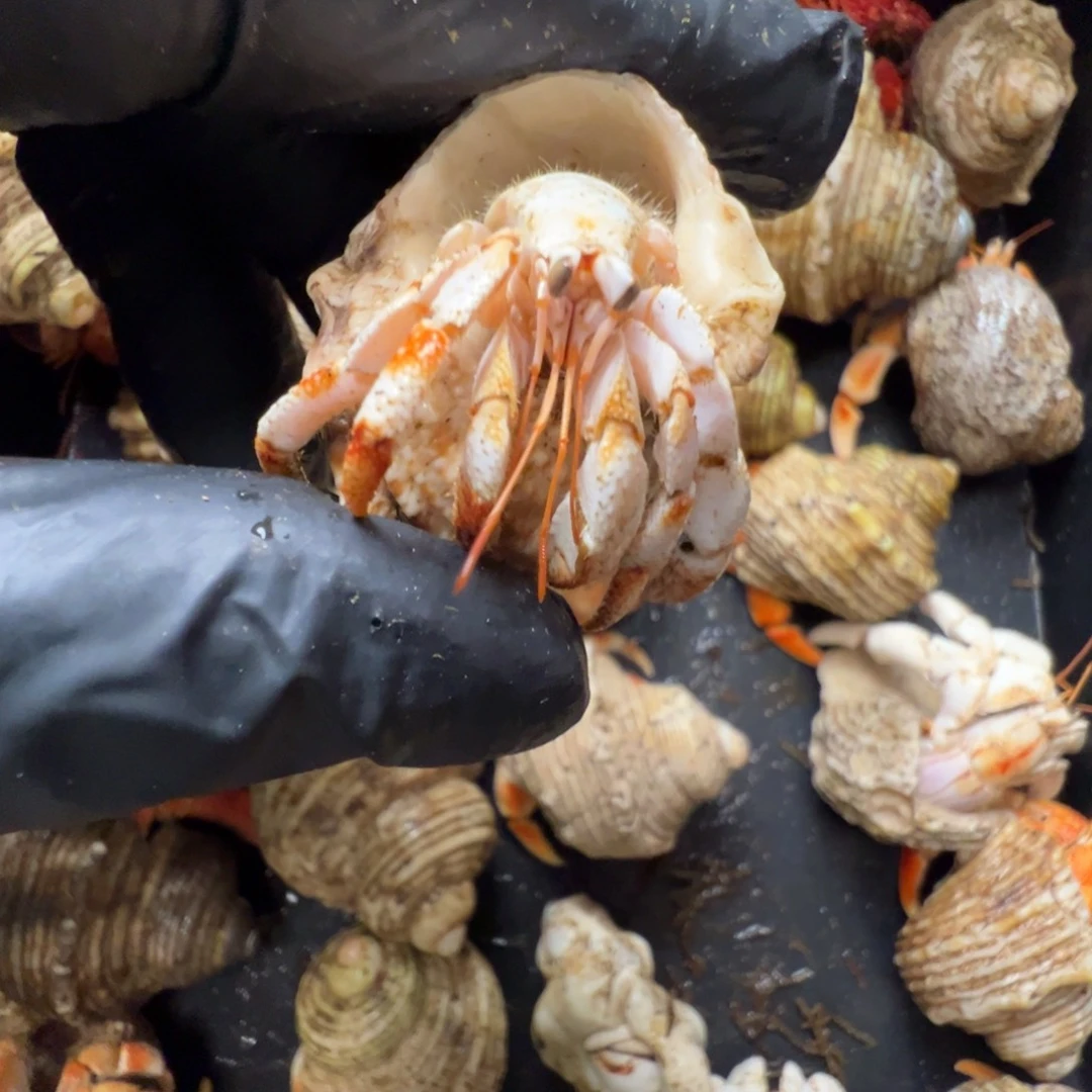 1.42口径白草白橘色