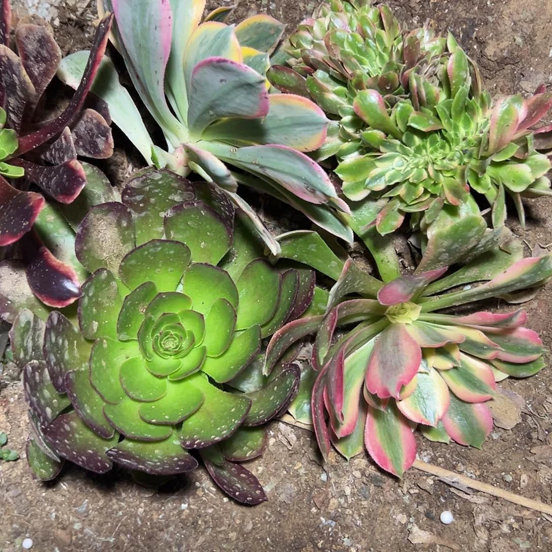 多肉311植物组合5个系列