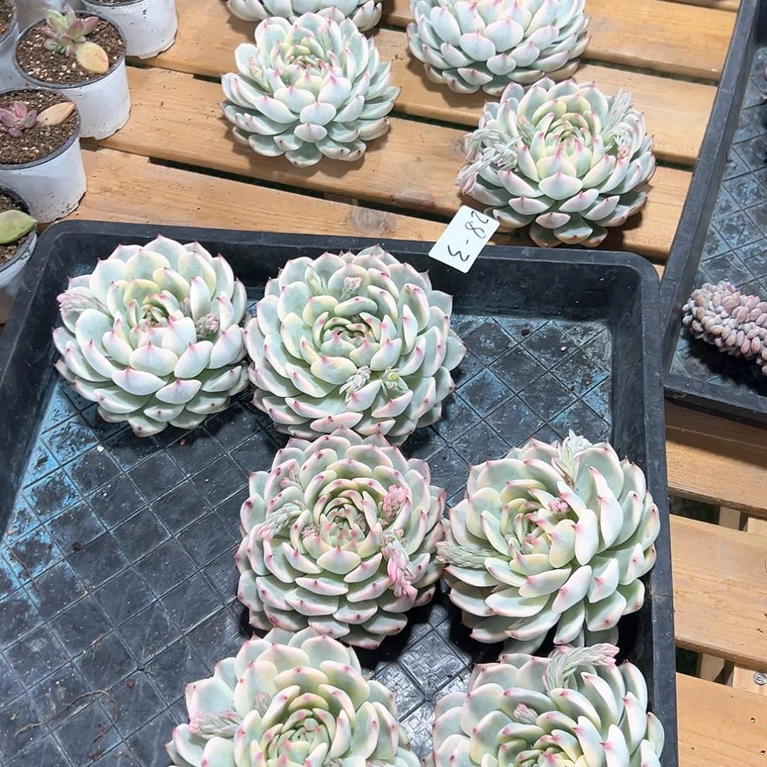 2.8-3大吉娃娃锦单头随机