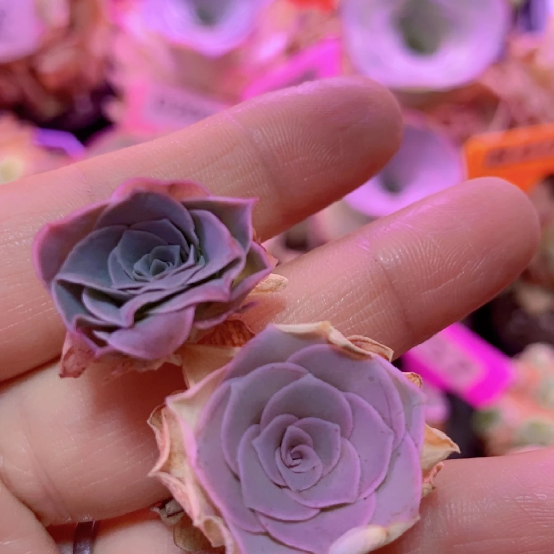 山地玫瑰下播福利一物一拍931绮梦晨光幽澜