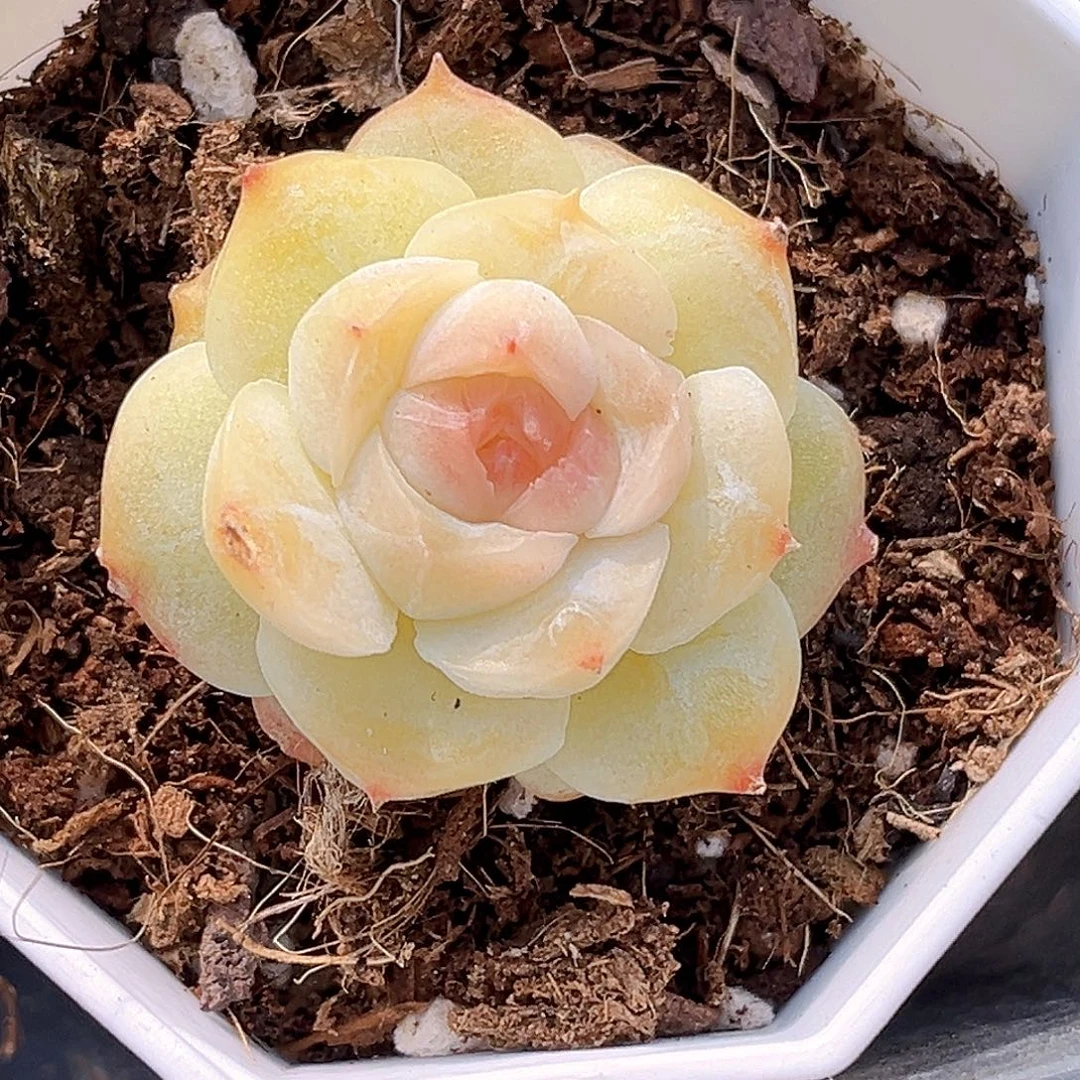 927一物一拍 婚纱