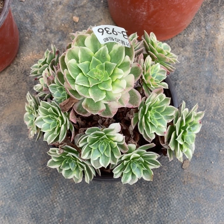 936海王多肉11345789