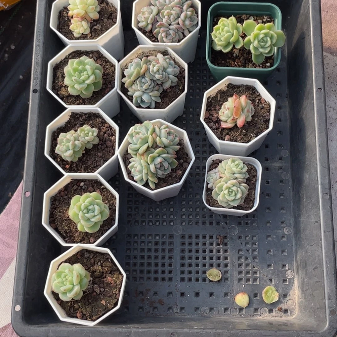 小***呜92号糖心冰心珍妮11