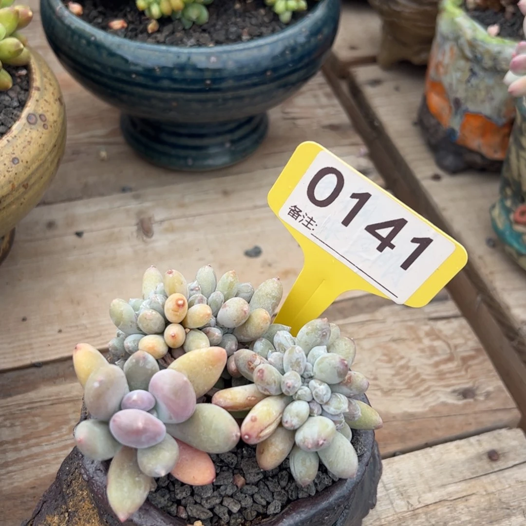 美人杂交缀化多肉