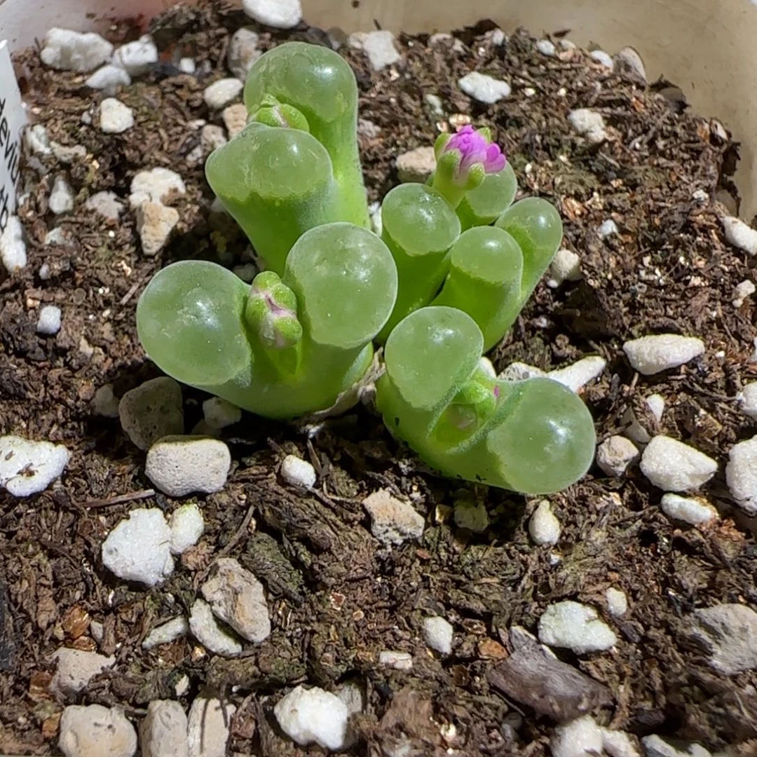 肉锥多肉植物组合-龐点奶瓶1502