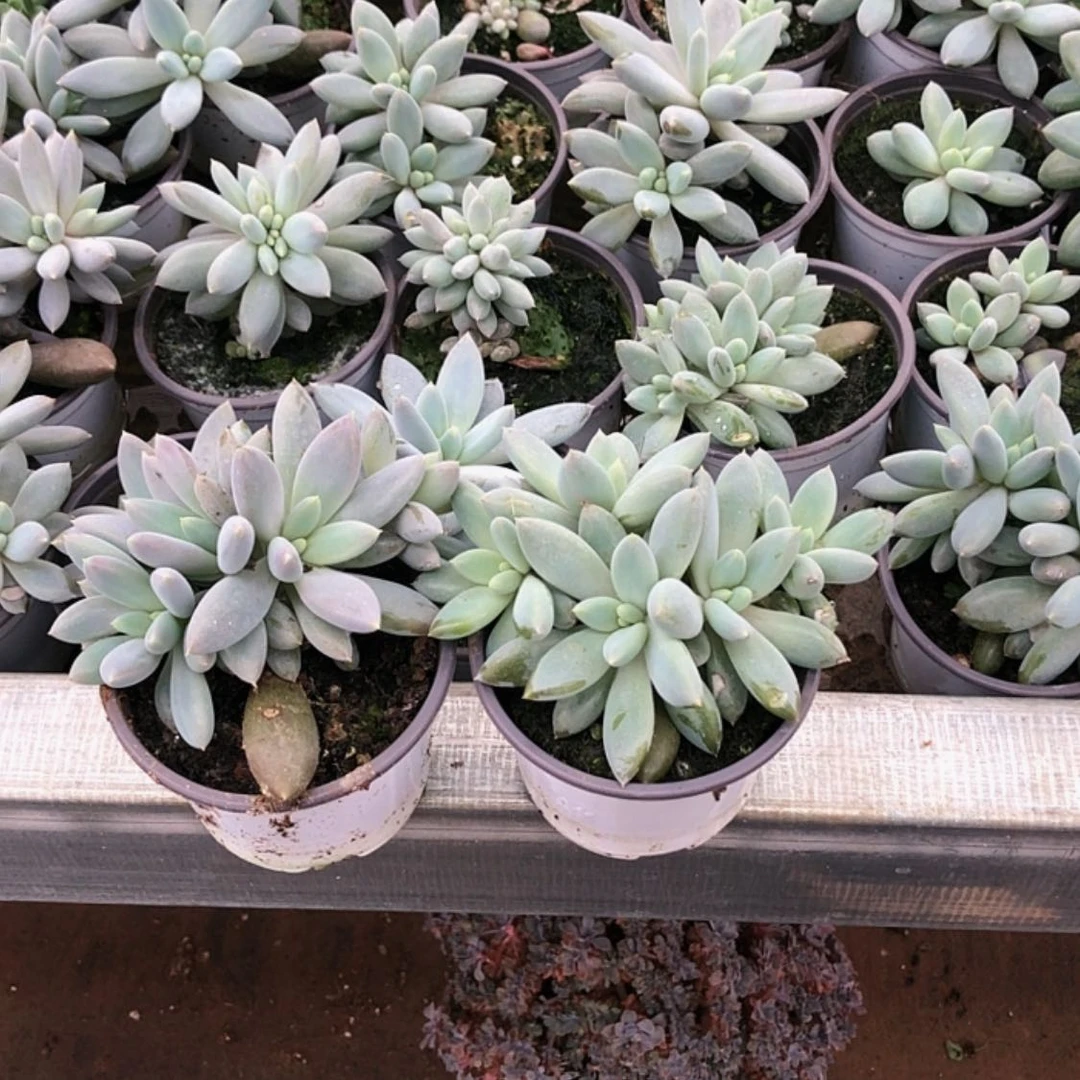 【闪购商品】彩体哥特2棵