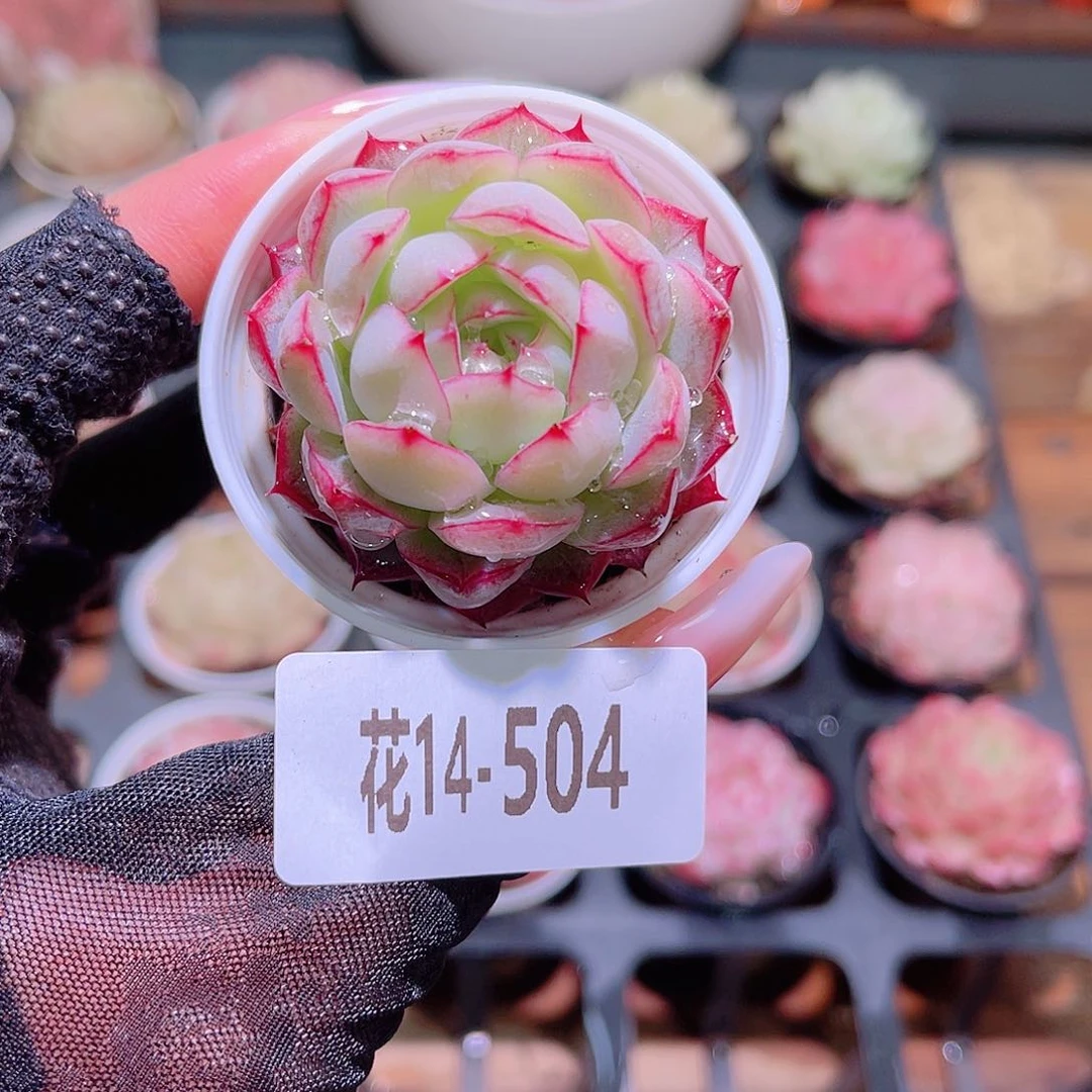 花利美14-504女王