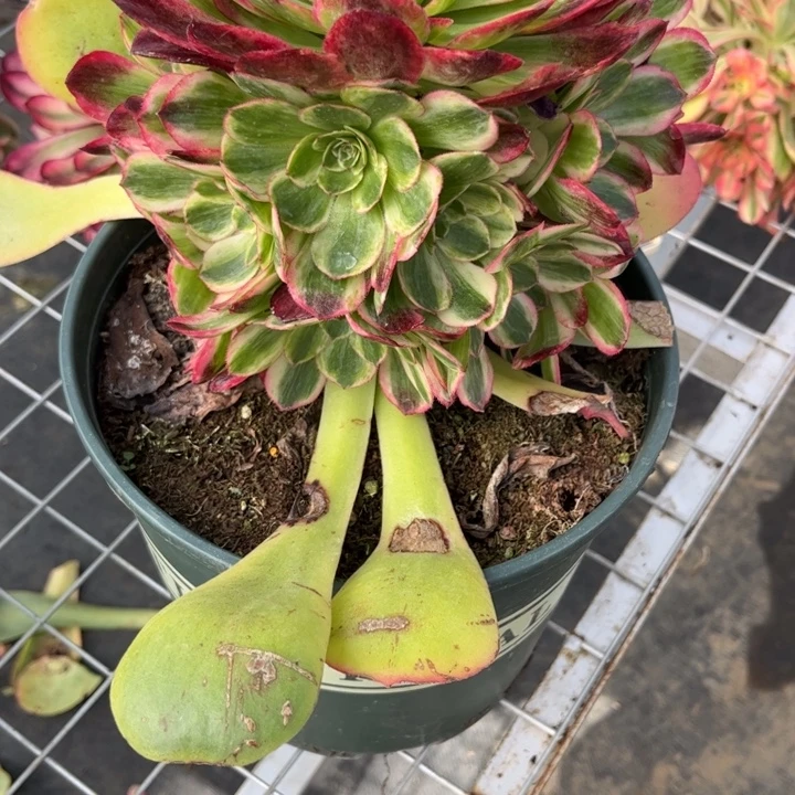 开***～开心的专拍链接28