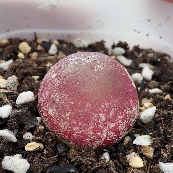 老马生石花2.1灯泡2146