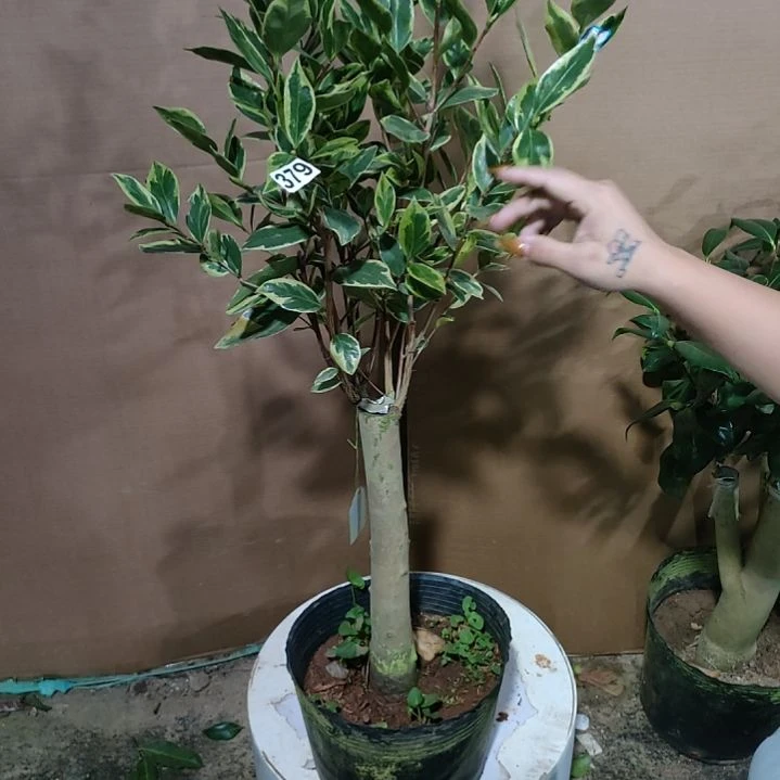 379牛西奥金宝石，原盆原土发货，不包邮