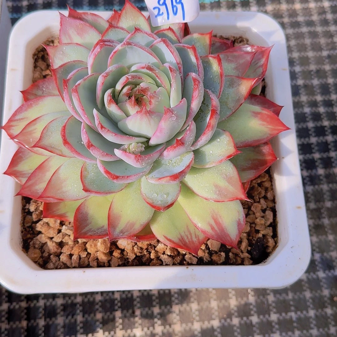 °***༒2969惊鸿仙子多肉植物