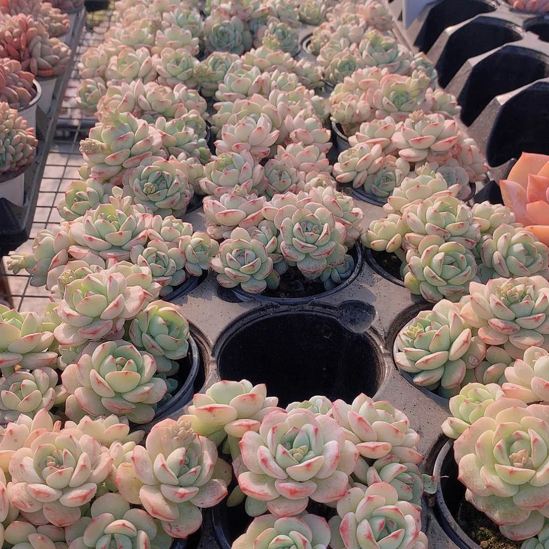 香草碧斯35778899999000