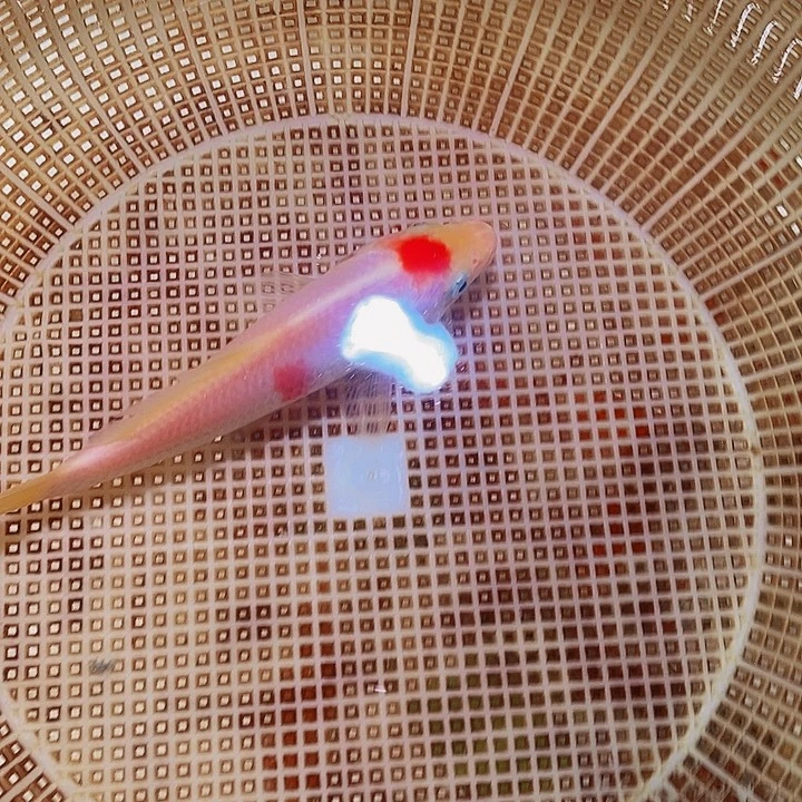 锦鲤纯种锦鲤开箱包活