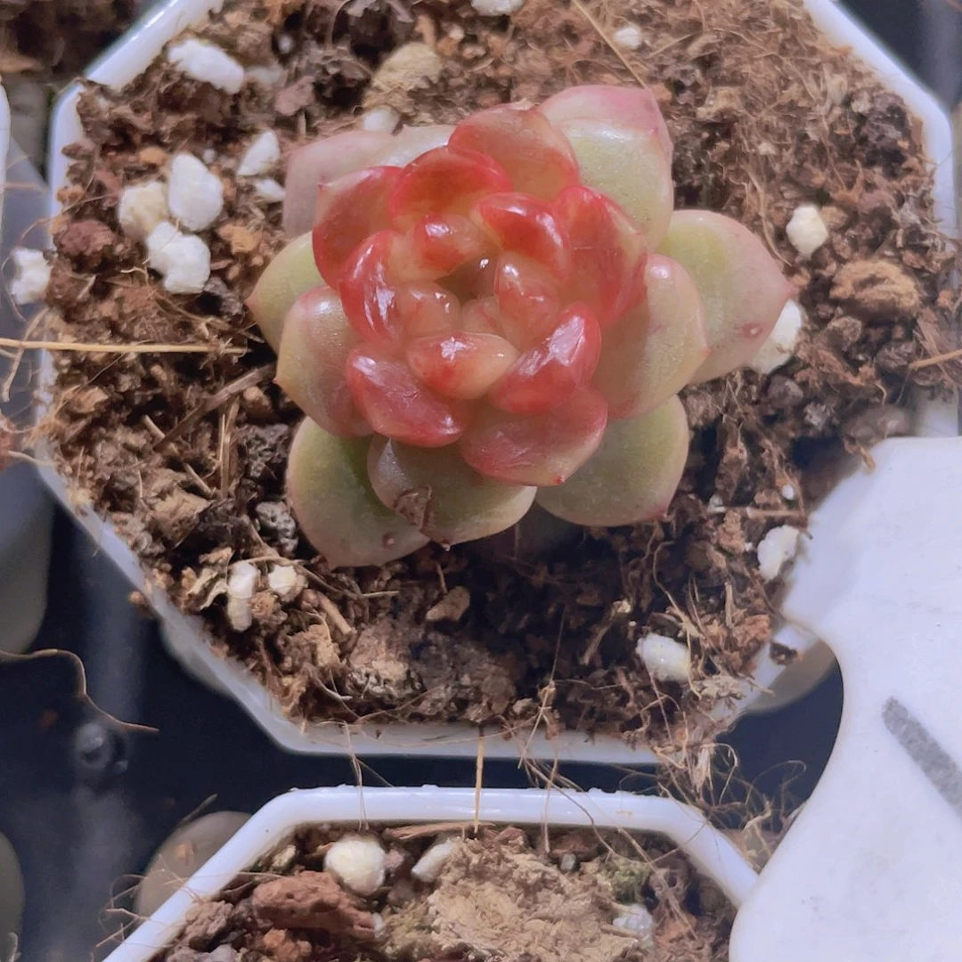 糖葫芦e069一物一拍