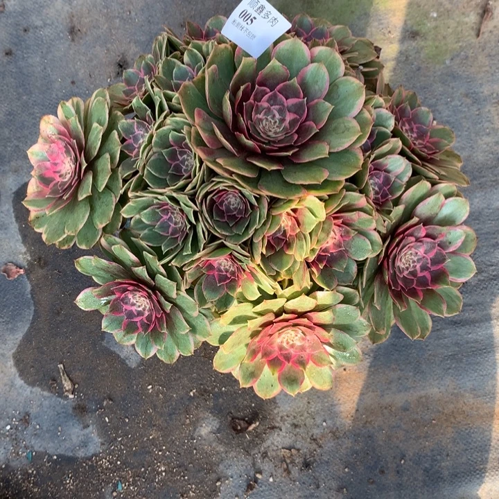 005粉花妖多肉植物特价