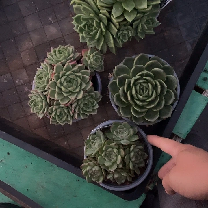 美***姐多肉植物一物一拍