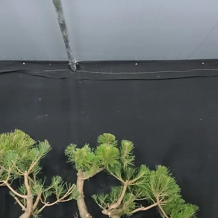 。。。。。。。。。。。。。。。。。。。。