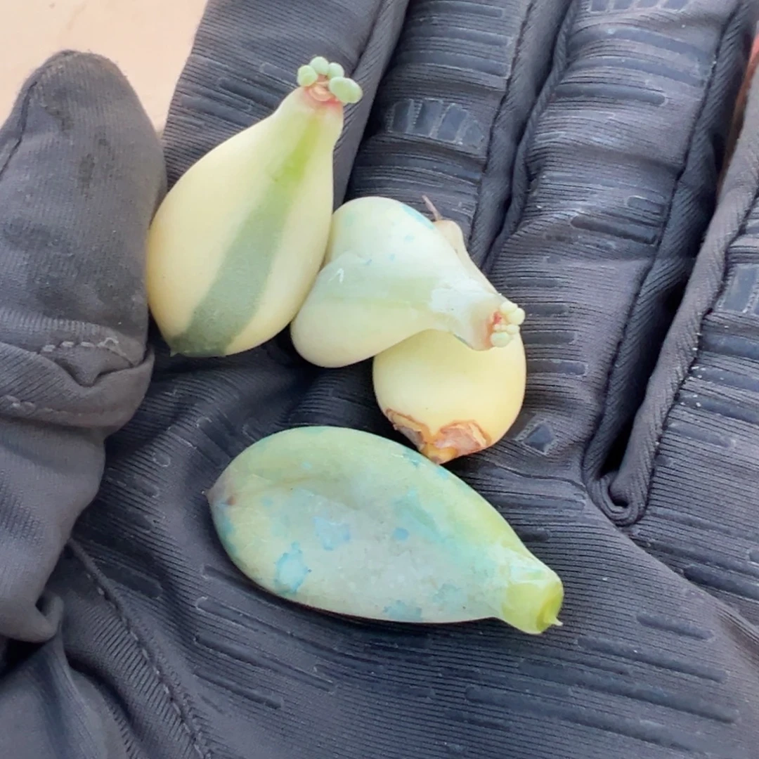 柠***肉三日月锦，叶子三片