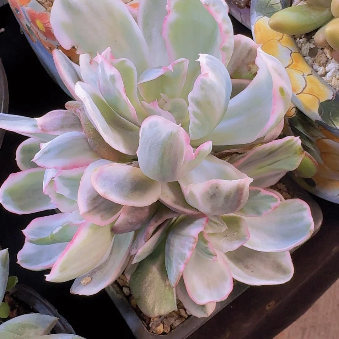 伯克利锦多肉一物一拍