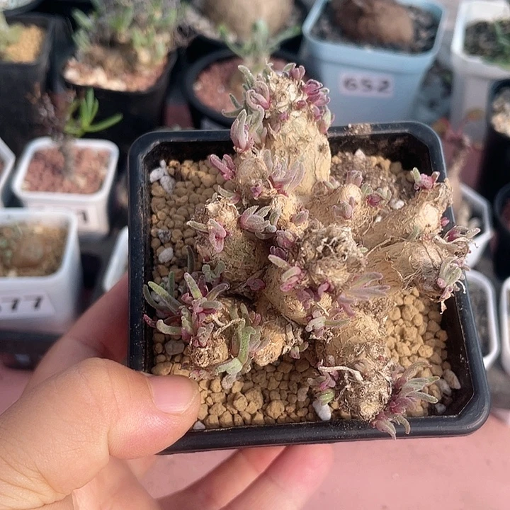 *****766大天赐块根植物