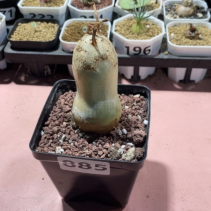 885安哥拉葡萄翁，